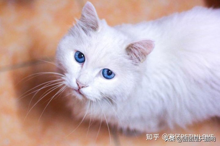 貓咪驅(qū)蟲(chóng)藥便宜又好用_驅(qū)蟲(chóng)貓咪多久一次_貓咪驅(qū)蟲(chóng)多久一次