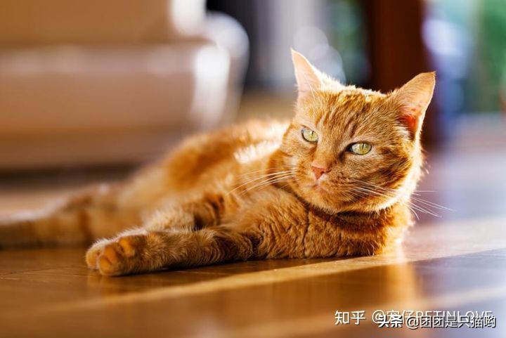 貓咪驅(qū)蟲(chóng)多久一次_驅(qū)蟲(chóng)貓咪多久一次_貓咪驅(qū)蟲(chóng)藥便宜又好用