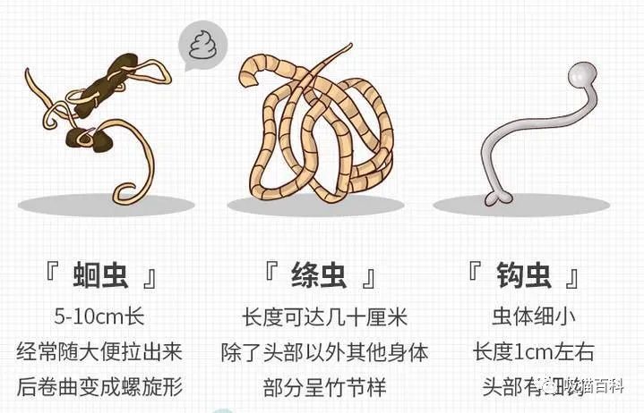 貓驅(qū)蟲體內(nèi)用什么藥好_貓驅(qū)蟲體內(nèi)外一起好還是分開(kāi)好_貓?bào)w內(nèi)驅(qū)蟲